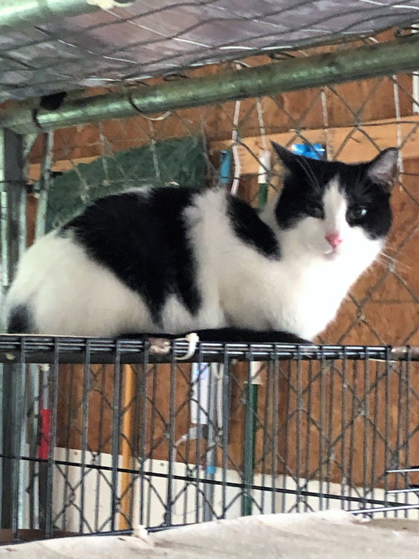 Oreo