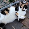 adoptable Cat in apollo, PA named Jasmine