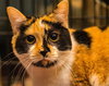 Jasmine - Photo 2