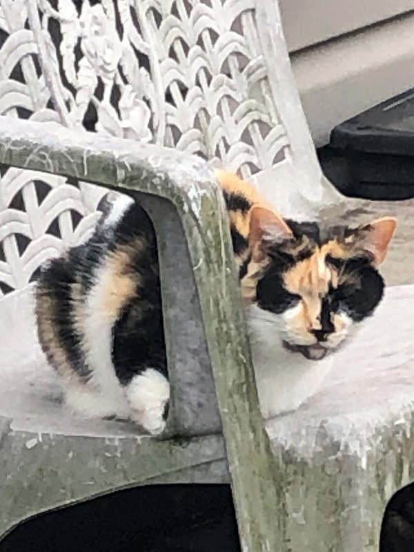 Jasmine