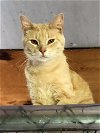 adoptable Cat in  named Buckley (brother to Buffy 1)