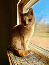 adoptable Cat in  named Buffy #1 (Jerard)