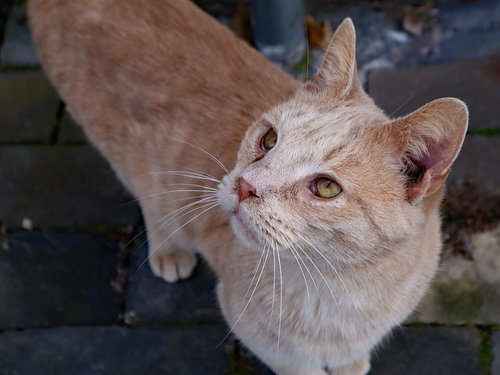 BUFFY #1 (JERARD) - Tabby / Domestic Short Hair available for adoption