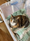 Calicos - Suzannah - Photo 2