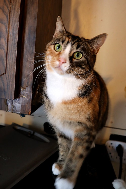 CALICOS - SUZANNAH - Calico available for adoption
