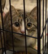 Calicos - Suzannah - Photo 3