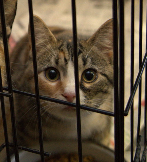 Photo 3 of Calicos - Suzannah