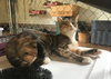 Calicos - Suzannah - Photo 4