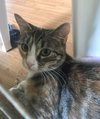 Calicos - Suzannah - Photo 5