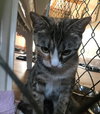 Calicos - Suzannah - Photo 6