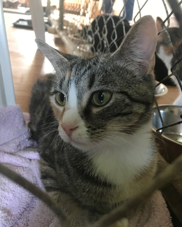 Calicos - Suzannah