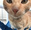 adoptable Cat in  named Fanta (formerly known as Orange Cat)