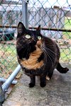adoptable Cat in apollo, PA named Riley