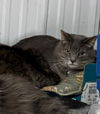 adoptable Cat in  named Lexi