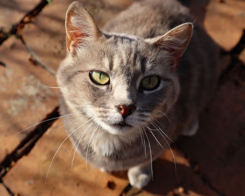 LEXI - Tabby / Domestic Short Hair available for adoption