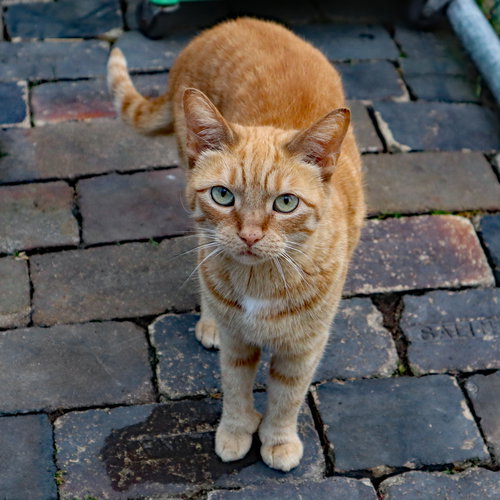 POLY - Extra-Toes Cat (Hemingway Polydactyl) / Tabby available for adoption