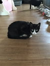 Abby - Photo 3