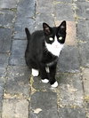 Abby - Photo 4