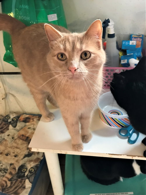 BUTTERS - Tabby / Domestic Short Hair available for adoption