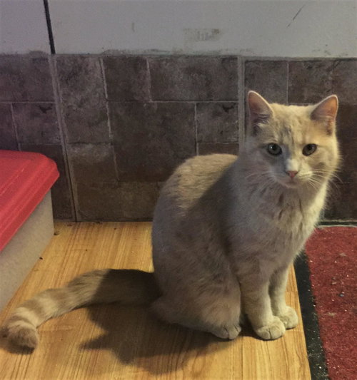 BUTTERS - Tabby / Domestic Short Hair available for adoption