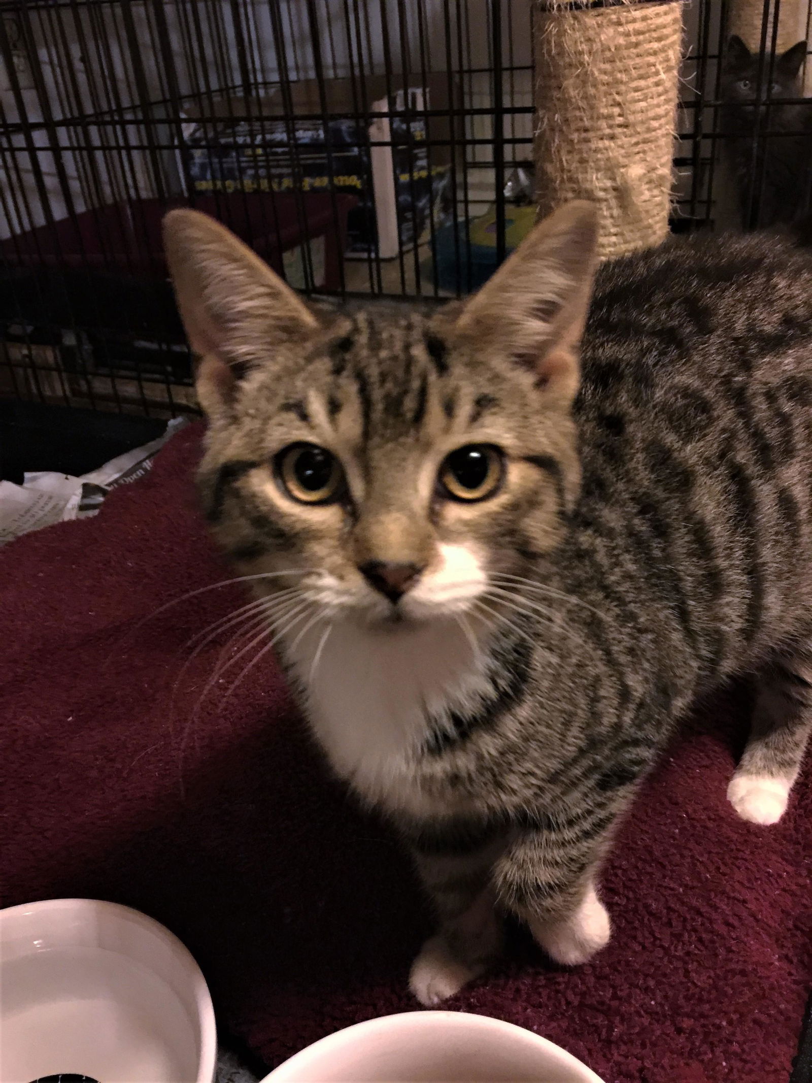 adoptable Cat in Apollo, PA named Mittens