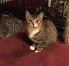 Mittens 2 - Photo 4