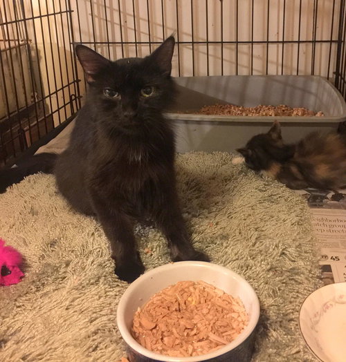 CHAROLETTE - Domestic Medium Hair available for adoption