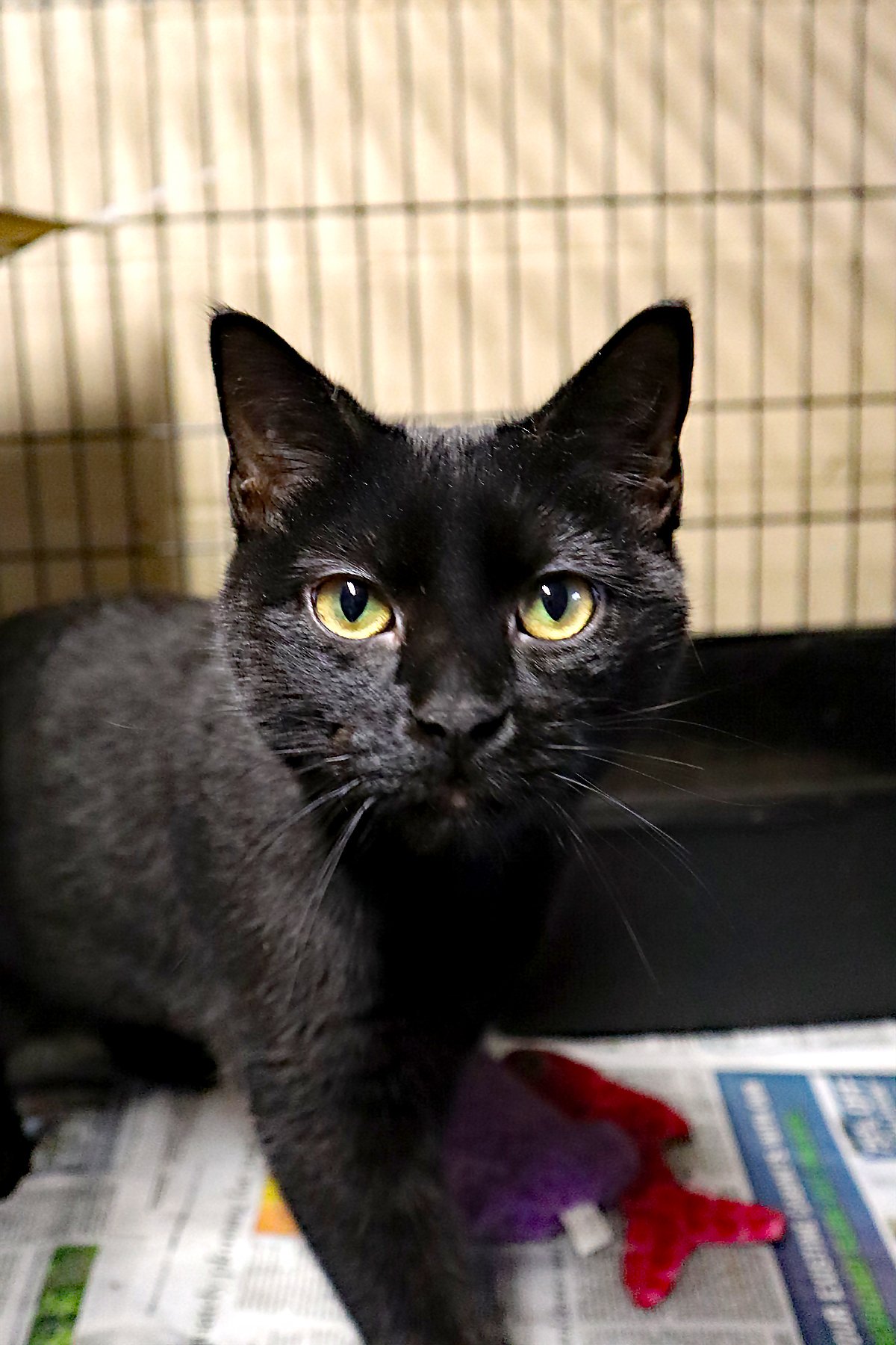 adoptable Cat in Apollo, PA named Midnight