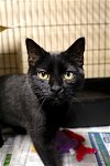 adoptable Cat in apollo, PA named Midnight