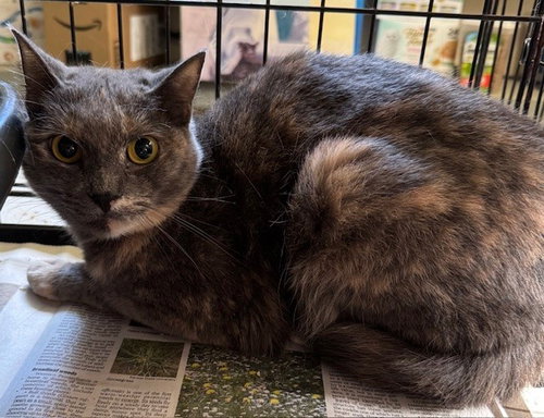 SARAH - Domestic Short Hair available for adoption