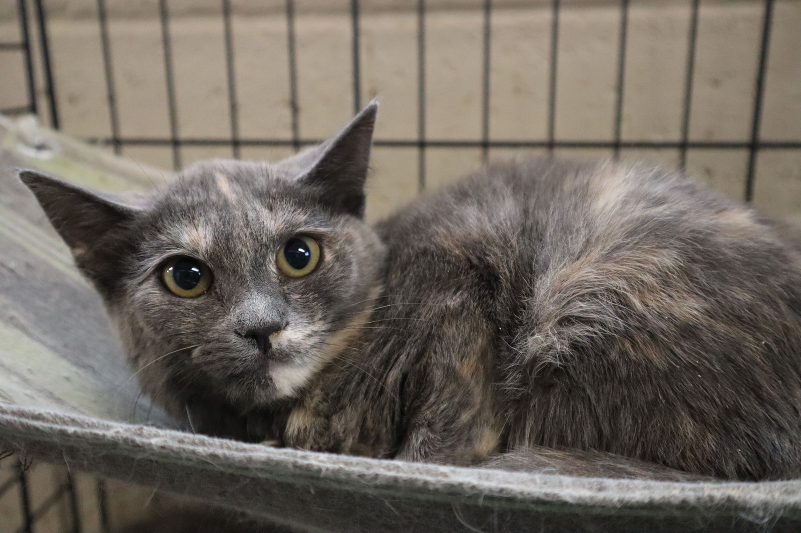 adoptable Cat in Apollo, PA named Sarah