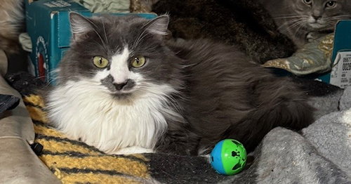 MARY - Domestic Long Hair available for adoption