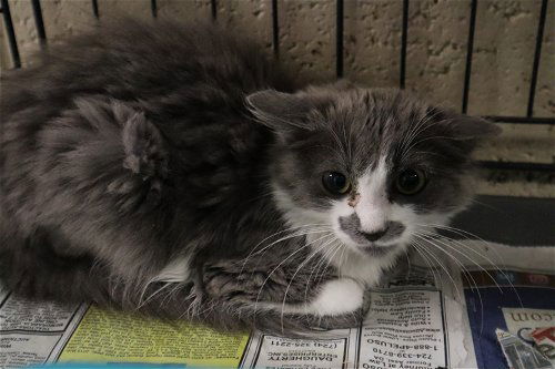 adoptable Cat in Apollo, PA named Mary