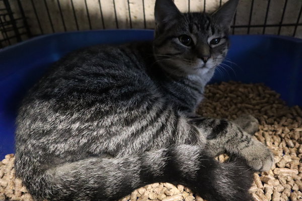 Tabby