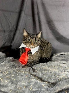 TABBY - Domestic Short Hair available for adoption