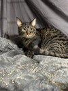 Tabby - Photo 3