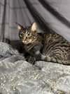 Tabby - Photo 2