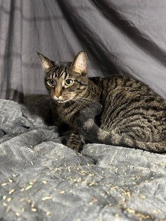 TABBY - Domestic Short Hair available for adoption
