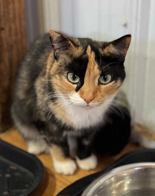 PHYLLIS DILLER - Calico / Domestic Short Hair available for adoption
