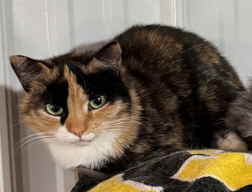 PHYLLIS DILLER - Calico / Domestic Short Hair available for adoption