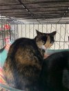adoptable Cat in apollo, PA named Phyllis Diller