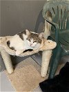 adoptable Cat in apollo, PA named Little Debbie