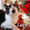 adoptable Cat in apollo, PA named Lucy