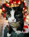 adoptable Cat in apollo, PA named Wendy