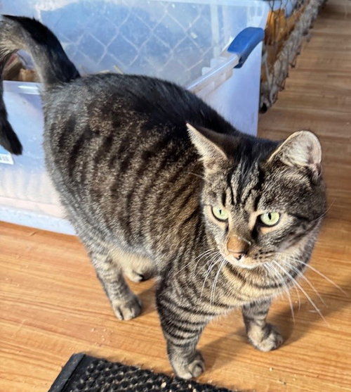 STANLEY (GOLDEN GIRLS) - Domestic Short Hair / Tabby available for adoption