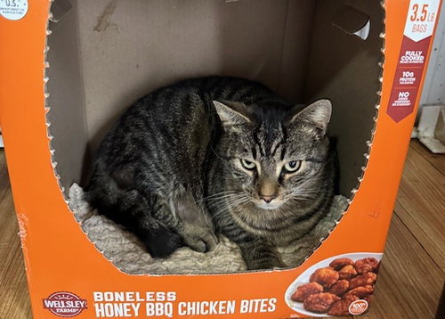 STANLEY (GOLDEN GIRLS) - Domestic Short Hair / Tabby available for adoption