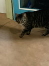 Stanley (Golden Girls) - Photo 6