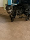 Stanley (Golden Girls) - Photo 7
