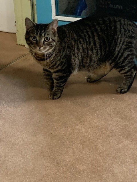 Stanley (Golden Girls)