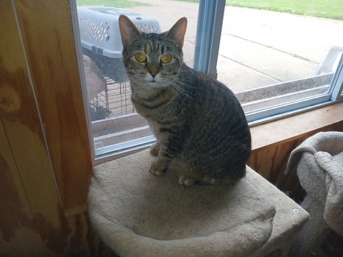 DOROTHY (GOLDEN GIRLS) - Tabby / Domestic Short Hair available for adoption